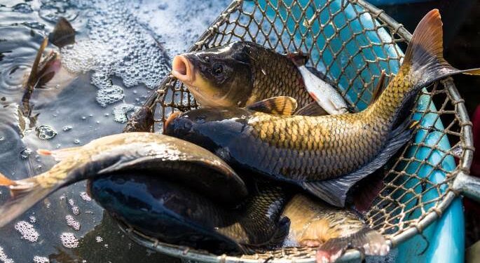 DPRD Pati Dorong Pemkab Serius Kembangkan Perikanan Budidaya
