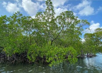 DPRD Pati Dorong Pelestarian Mangrove untuk Lindungi Tambak Ikan