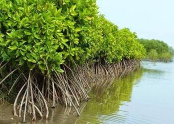 DPRD Pati Dorong Pelestarian Mangrove untuk Lindungi Tambak Ikan