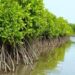 DPRD Pati Dorong Pelestarian Mangrove untuk Lindungi Tambak Ikan