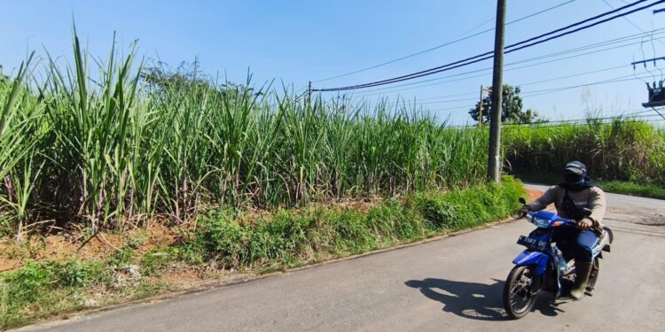 DPRD Pati Apresiasi PG Trangkil Dukung Produktivitas Petani Tebu