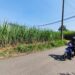 DPRD Pati Apresiasi PG Trangkil Dukung Produktivitas Petani Tebu
