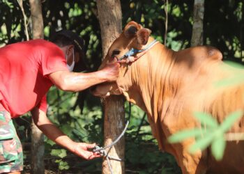 Jelang Hari Raya Idul Adha, DPRD Pati Minta Pengawasan Kesehatan Hewan Kurban Diperketat