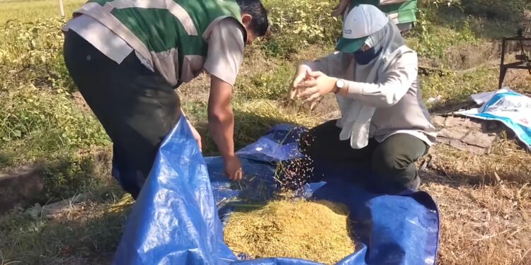 Perkuat Sektor Pertanian Tulang Punggung Ekonomi, DPRD Pati Desak Pemerintah Tingkatkan Dukungan dan Anggaran