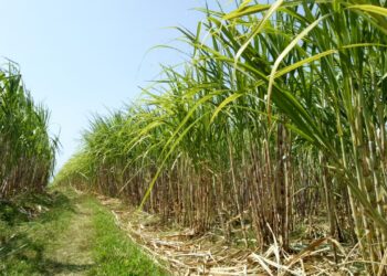 Dukung Swasembada Gula, DPRD Pati Dorong Pendampingan Intensif Petani Tebu