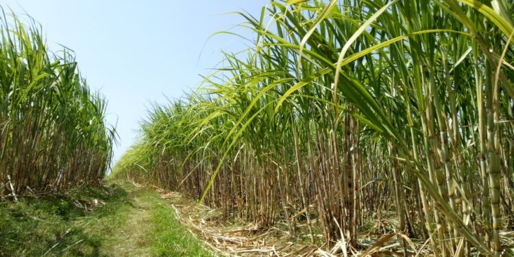 Dukung Swasembada Gula, DPRD Pati Dorong Pendampingan Intensif Petani Tebu